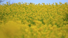 二宮～菜の花2