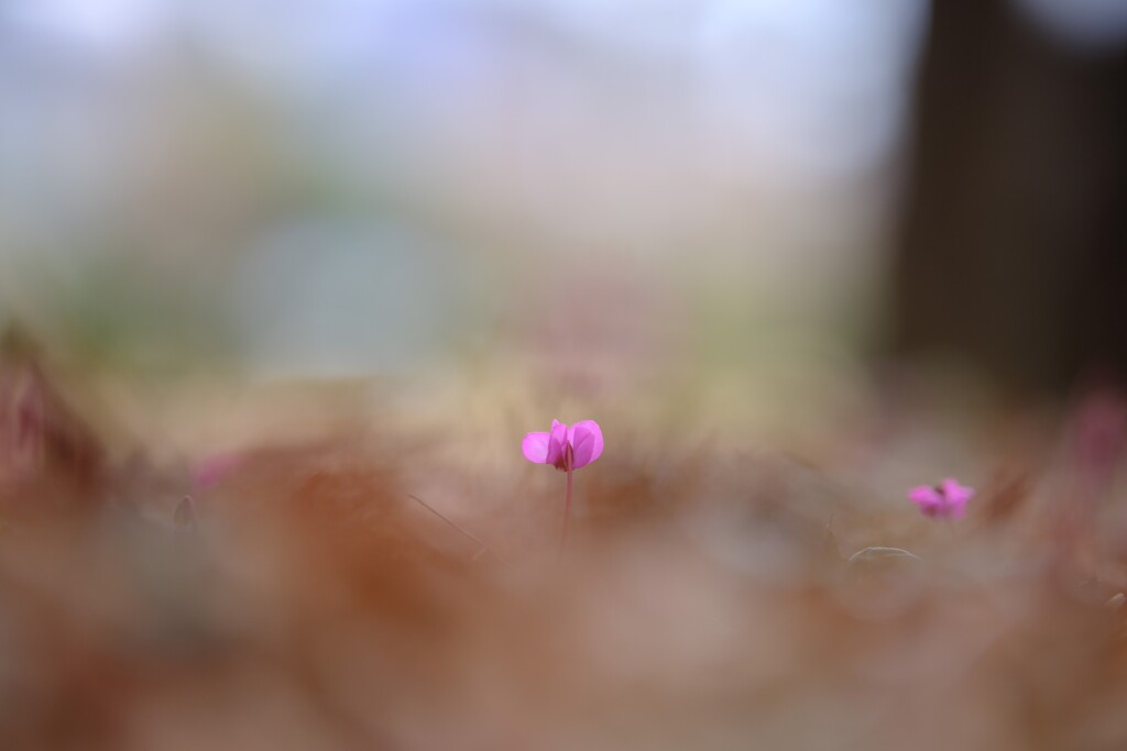 原種シクラメン～みずほエコパーク1