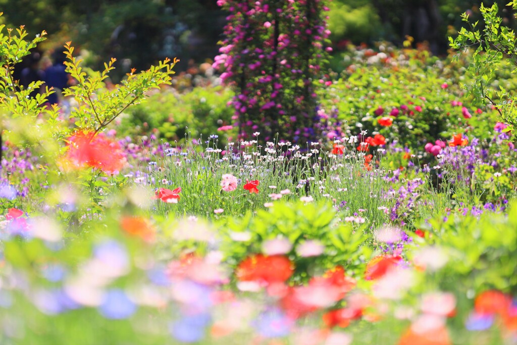 colorful garden