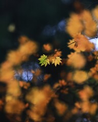 森の紅葉～赤城自然園9