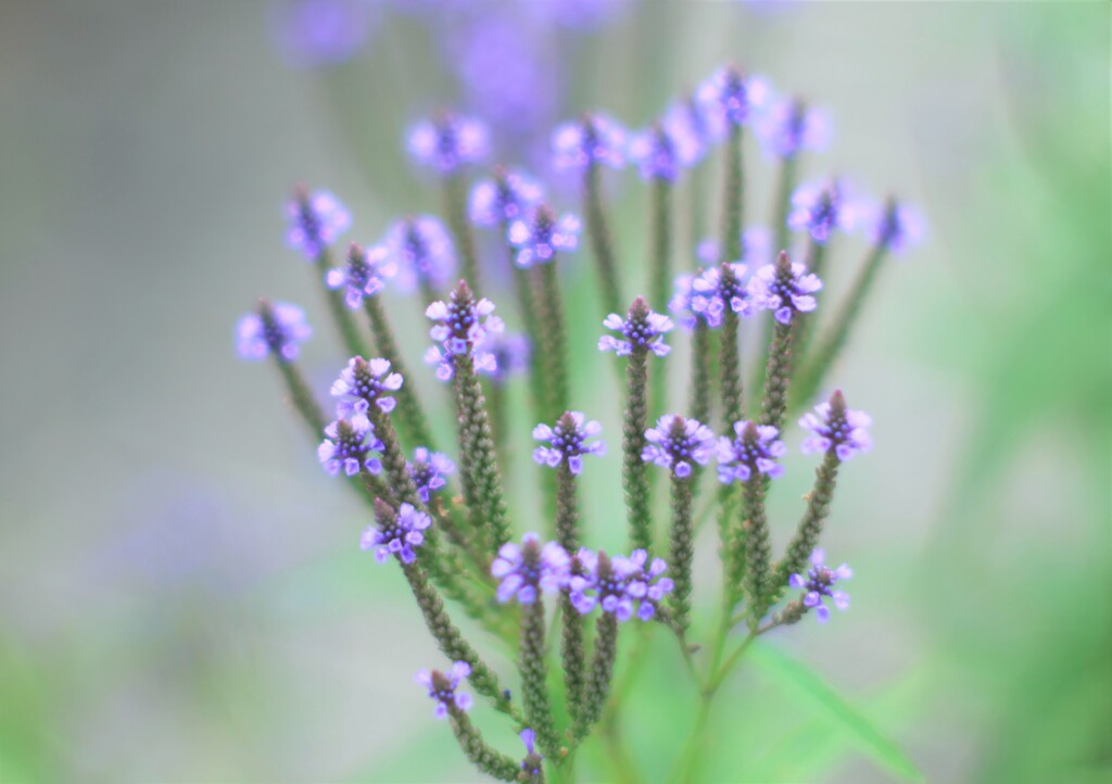 ブルーバーベイン　クマツヅラ