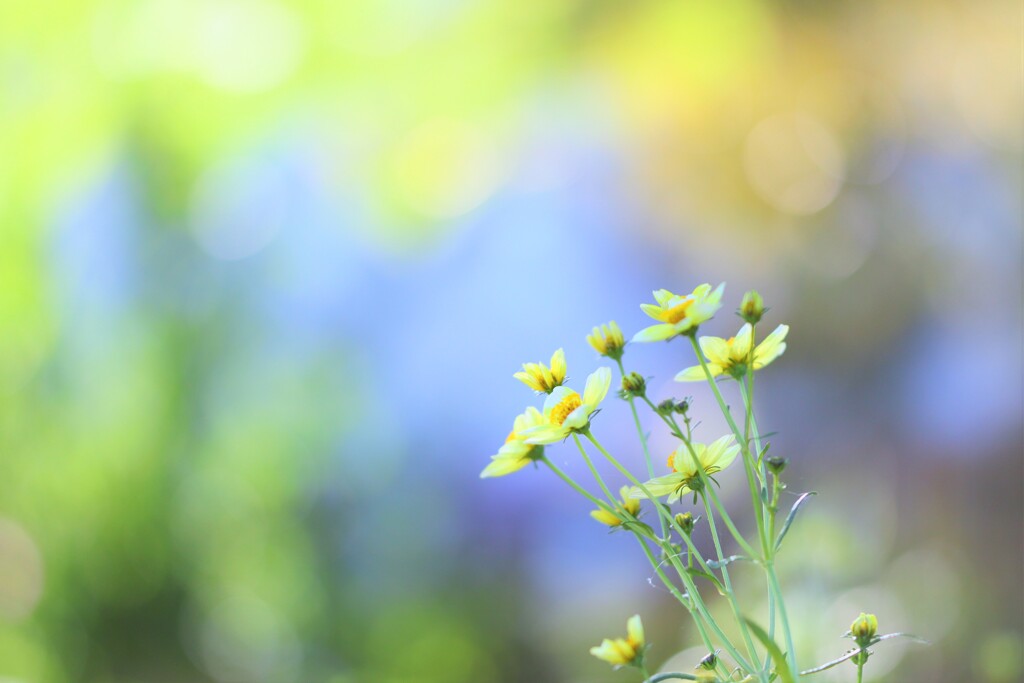 colors yellow