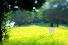 レモンブライト～昭和記念公園コスモス見頃開始