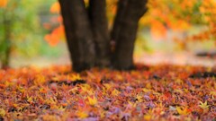 koyo momiji