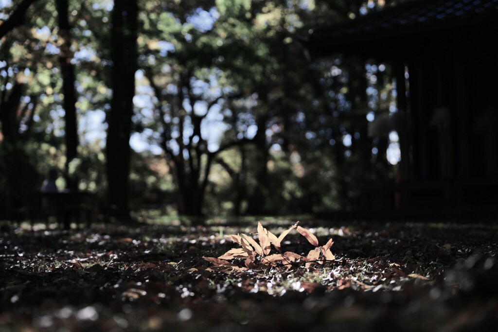 落葉～小金井公園