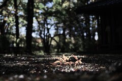 落葉～小金井公園
