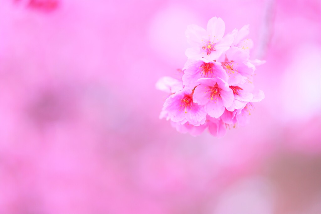 sakura