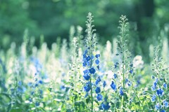 森林公園　～デルフィニウム