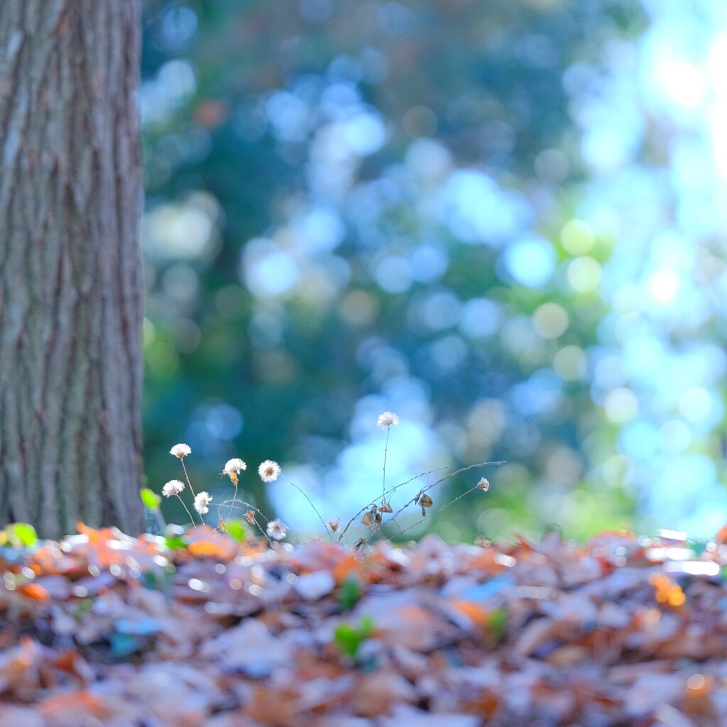 モフモフ～森林公園