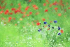 矢車菊~中之条ガーデンズ 矢車菊~中之条ガーデンズ