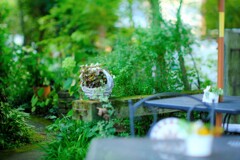 テラスへ～TeaRoom