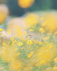 鼻高展望花の丘　キバナコスモス