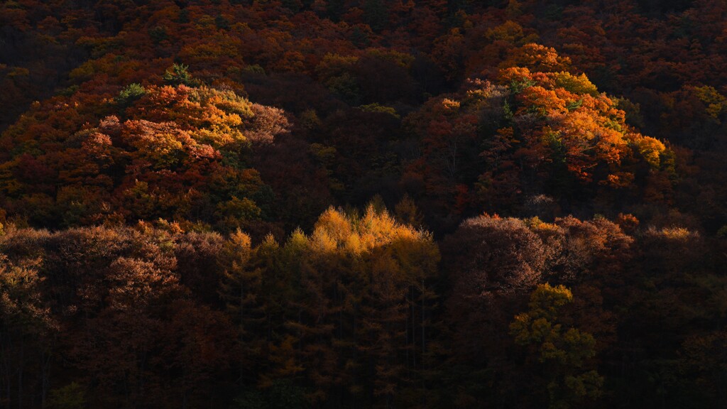 小海線沿線の秋～朝日紅葉