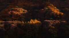 小海線沿線の秋~朝日紅葉 小海線沿線の秋~朝日紅葉