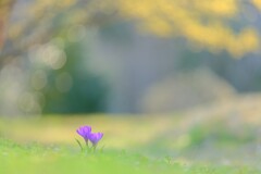 クロッカス～森林公園