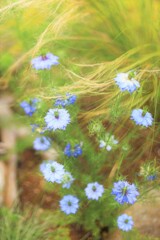 nigella