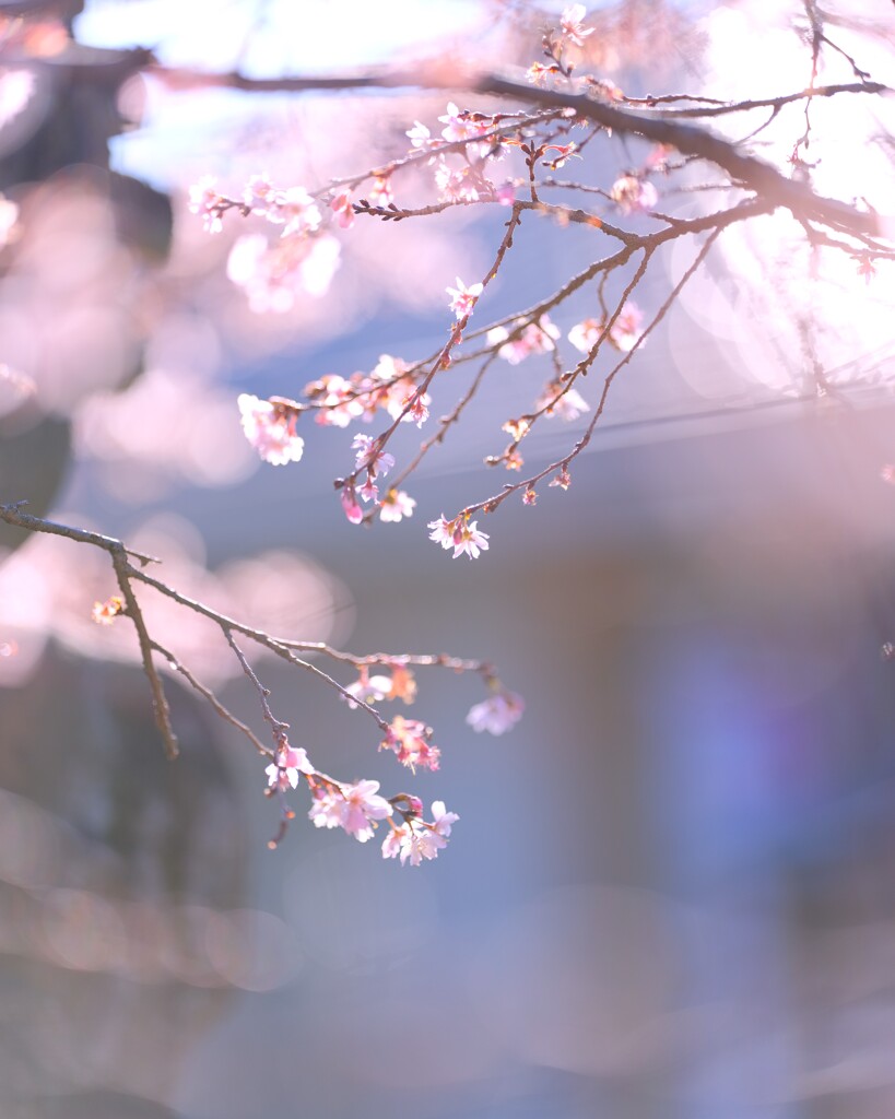 冬桜