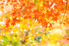 森の紅葉～赤城自然園7