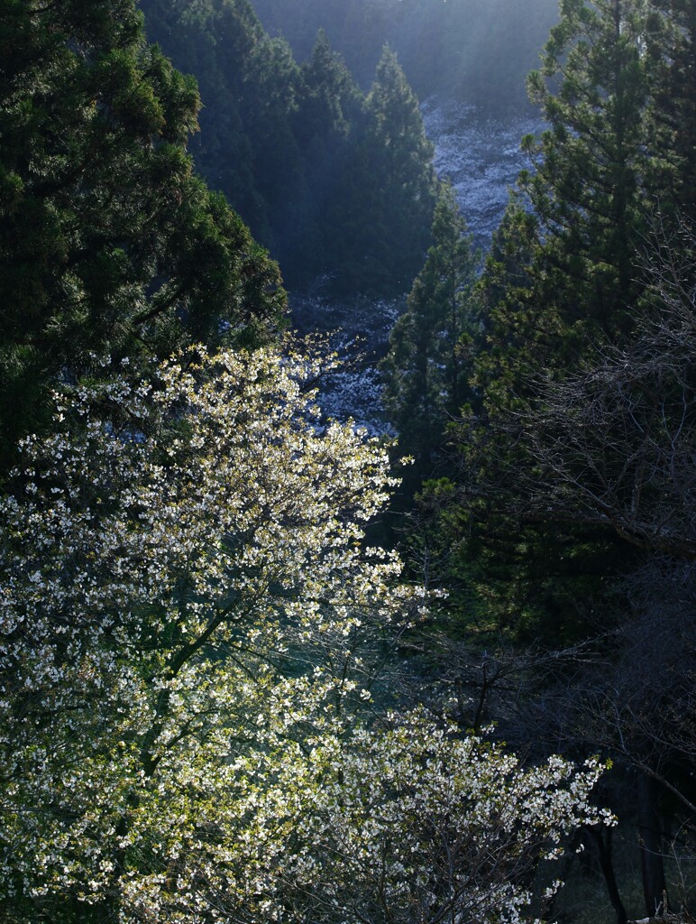 山桜～谷間の春