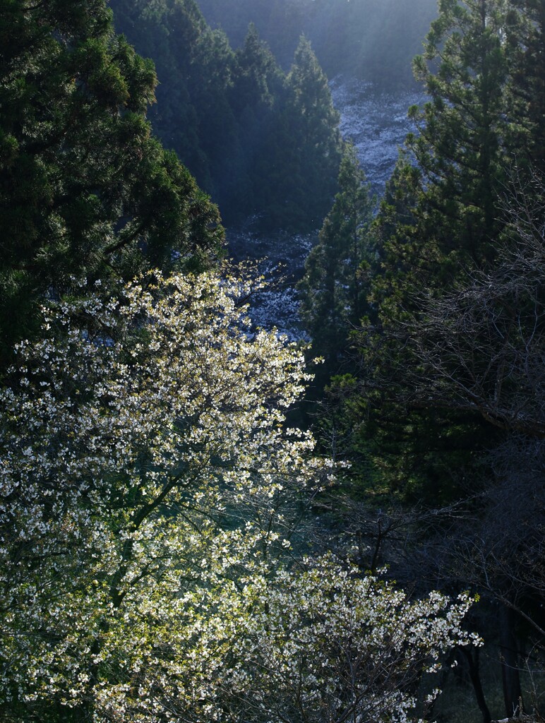 山桜～谷間の春
