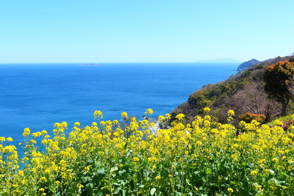 nanohana with sea