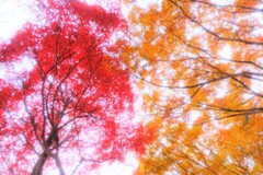 momiji red and yellow ～神代植物公