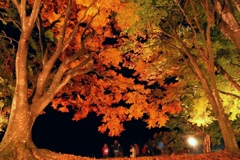 fall foliage