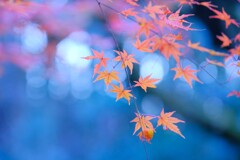 モミジ～八丁湖3