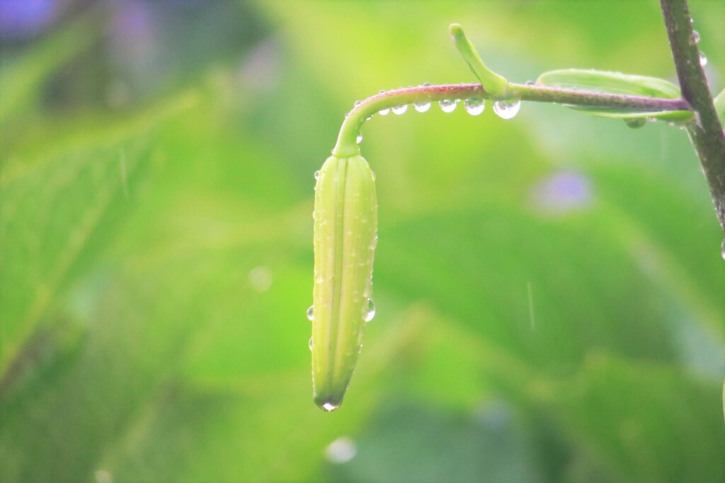 rain drops