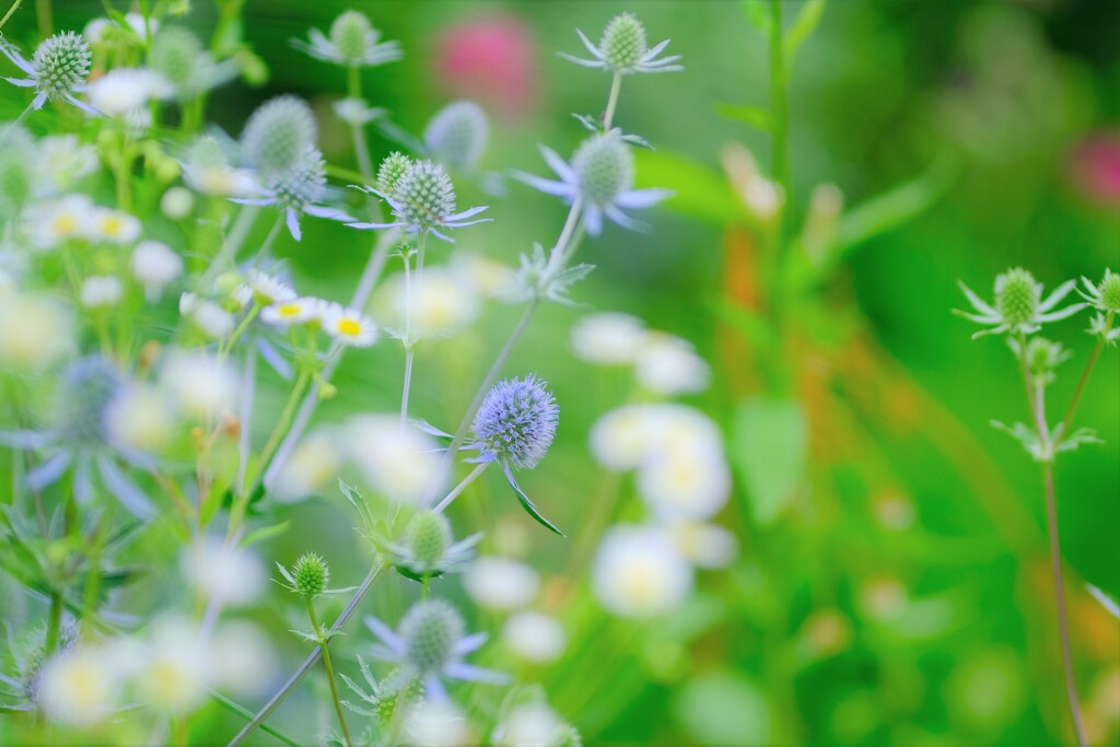 エリンジウム～河口湖大石公園