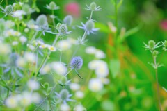 エリンジウム～河口湖大石公園
