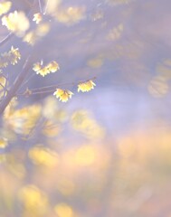 蠟梅～府中郷土の森2