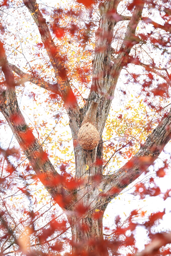 狭山公園～紅葉４