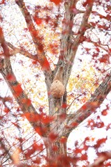 狭山公園～紅葉４