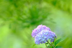 紫陽花～花菜ガーデン2