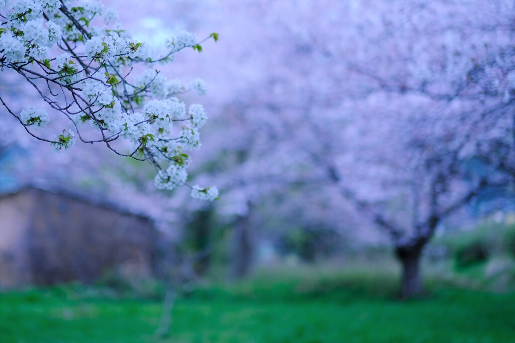 大島桜