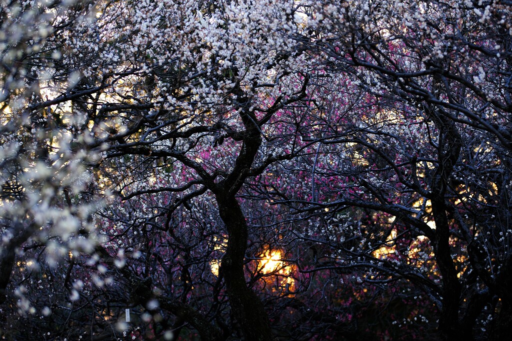 梅～小金井公園3