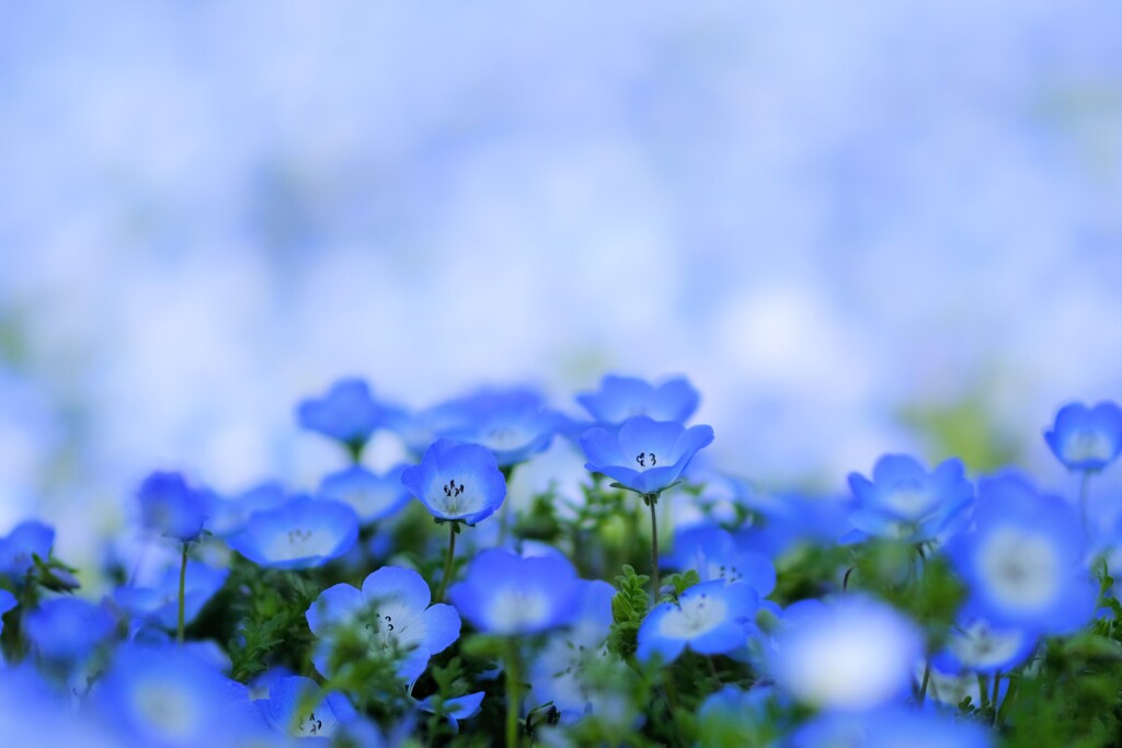 Nemophila