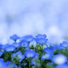 Nemophila