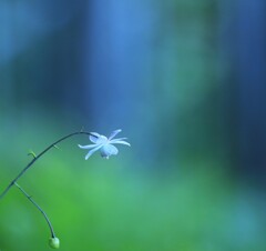 レンゲショウマ～御岳山(咲始め)