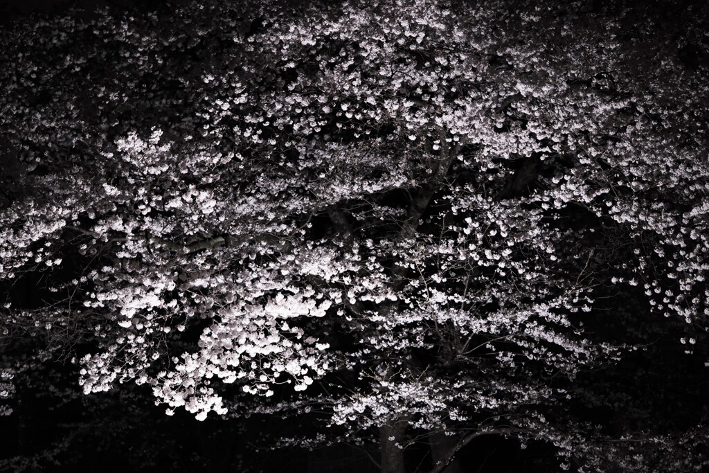 BW sakura