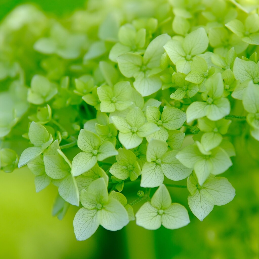 紫陽花～花菜ガーデン6