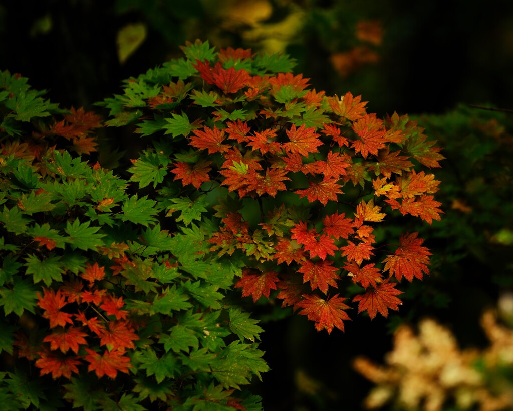 コハウチワカエデ半紅葉～赤城山
