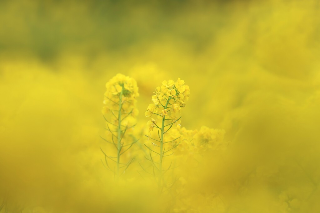 菜の花～二宮1