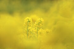 菜の花～二宮1
