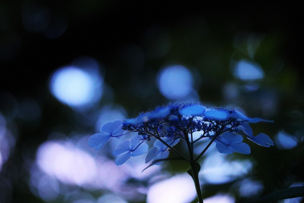 夜紫陽花～小平紫陽花公園