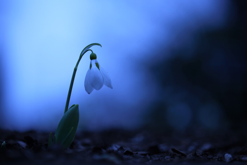 snow drop