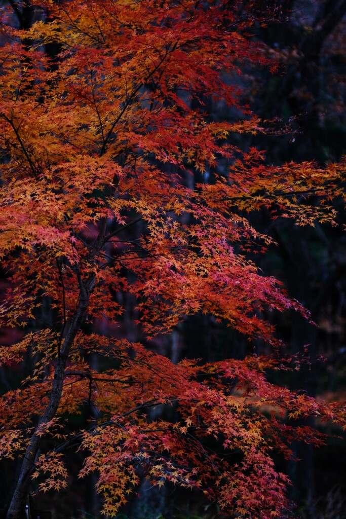 嵐山渓谷紅葉1
