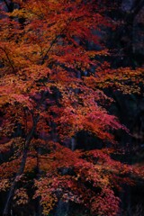 嵐山渓谷紅葉1