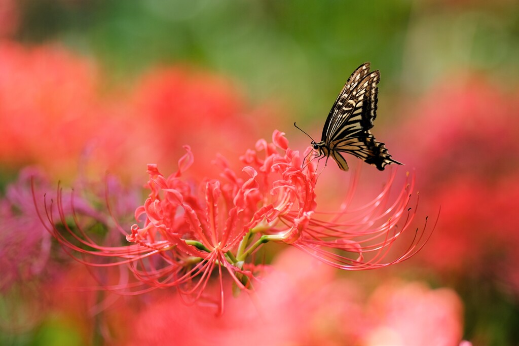 彼岸花見頃～吉見さくら堤公園